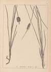 Herbier de la flore française Pl.1117