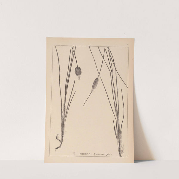 Herbier de la flore française Pl.1117 (1867-1876) by Louis Antoine Cusin