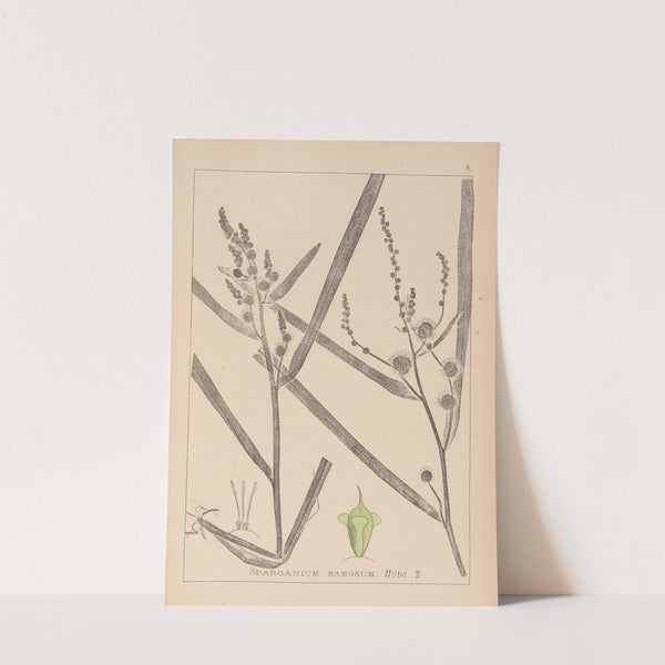 Herbier de la flore française Pl.1118 (1867-1876) by Louis Antoine Cusin