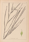 Herbier de la flore française Pl.1120