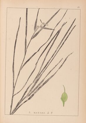 Herbier de la flore française Pl.1120