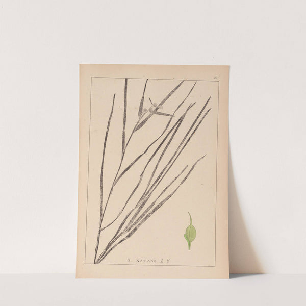 Herbier de la flore française Pl.1120 by Louis Antoine Cusin