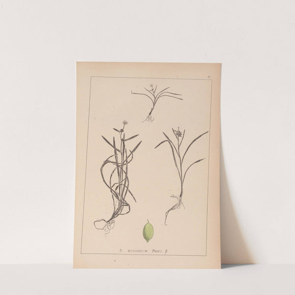 Herbier de la flore française Pl.1121 by Louis Antoine Cusin