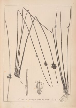 Herbier de la flore française Pl.1122