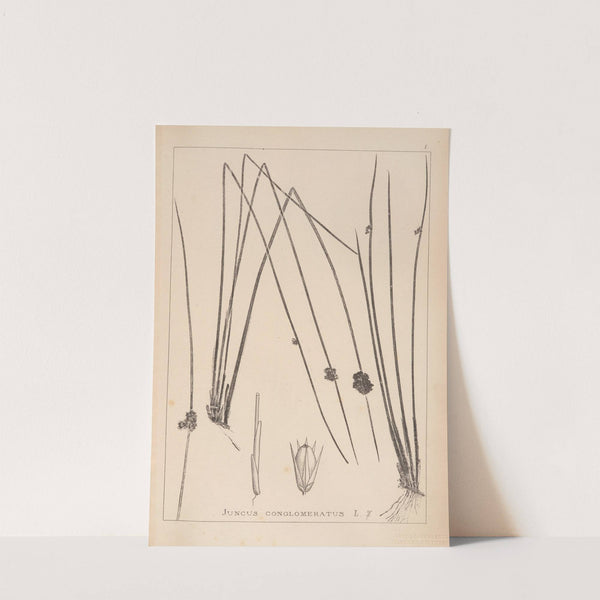 Herbier de la flore française Pl.1122 by Louis Antoine Cusin