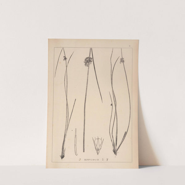 Herbier de la flore française Pl.1123 by Louis Antoine Cusin