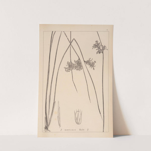 Herbier de la flore française Pl.1124 by Louis Antoine Cusin