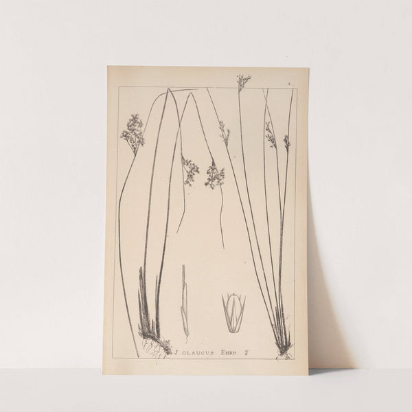 Herbier de la flore française Pl.1125 by Louis Antoine Cusin