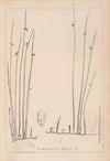 Herbier de la flore française Pl.1127