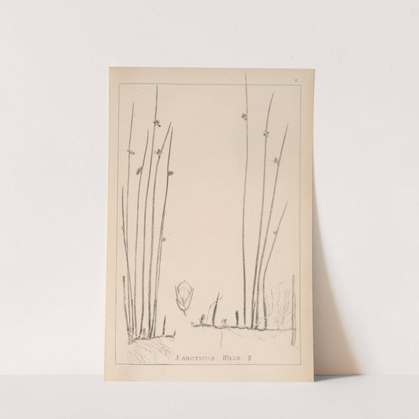 Herbier de la flore française Pl.1127 by Louis Antoine Cusin