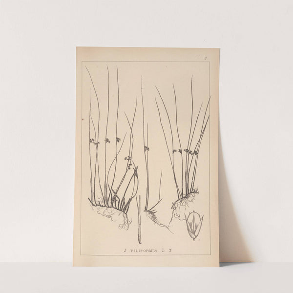 Herbier de la flore française Pl.1128 by Louis Antoine Cusin