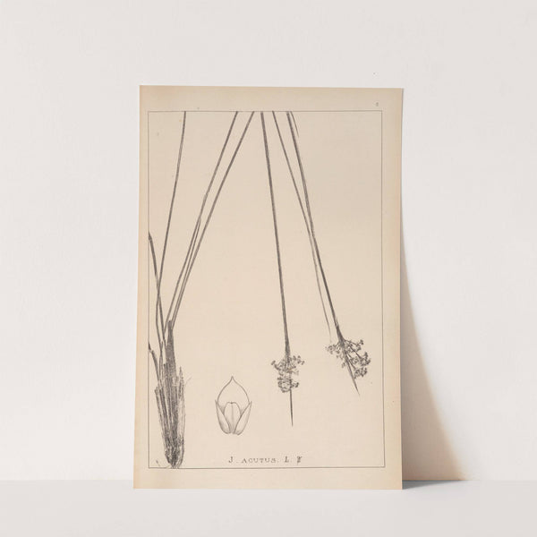 Herbier de la flore française Pl.1129 by Louis Antoine Cusin