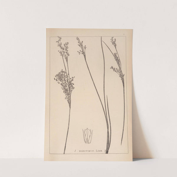 Herbier de la flore française Pl.1130 by Louis Antoine Cusin