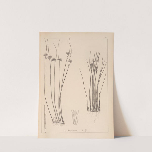 Herbier de la flore française Pl.1131 by Louis Antoine Cusin