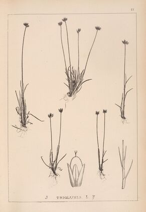 Herbier de la flore française Pl.1132