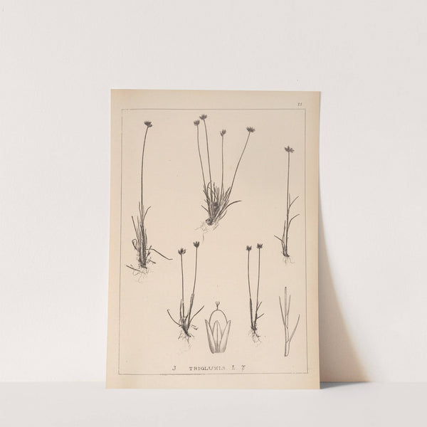 Herbier de la flore française Pl.1132 by Louis Antoine Cusin