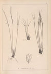 Herbier de la flore française Pl.1133