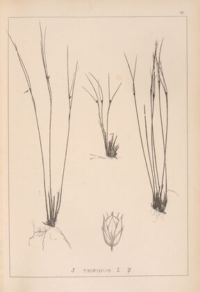 Herbier de la flore française Pl.1133