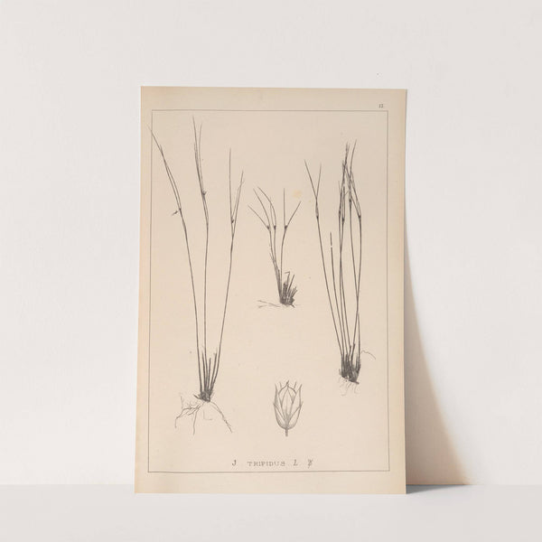 Herbier de la flore française Pl.1133 by Louis Antoine Cusin