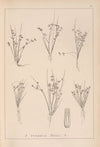 Herbier de la flore française Pl.1134