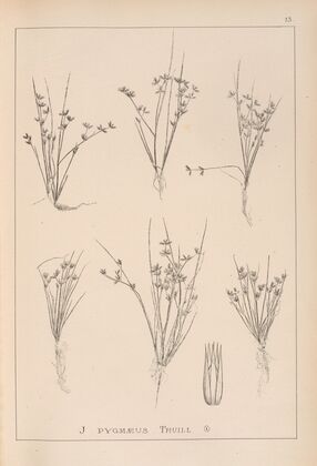 Herbier de la flore française Pl.1134