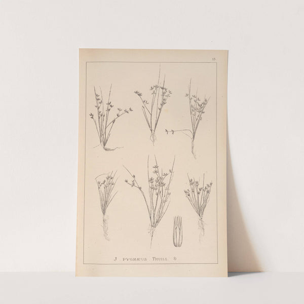 Herbier de la flore française Pl.1134 by Louis Antoine Cusin