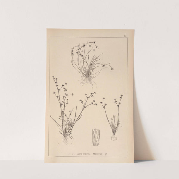 Herbier de la flore française Pl.1136 by Louis Antoine Cusin