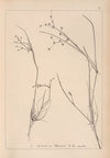 Herbier de la flore française Pl.1137