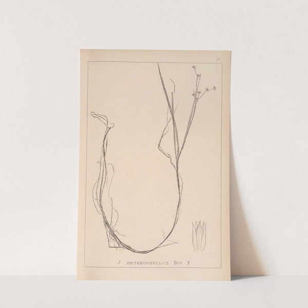 Herbier de la flore française Pl.1138 by Louis Antoine Cusin