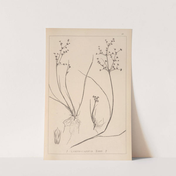 Herbier de la flore française Pl.1139 by Louis Antoine Cusin