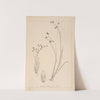 Herbier de la flore française Pl.1140 by Louis Antoine Cusin