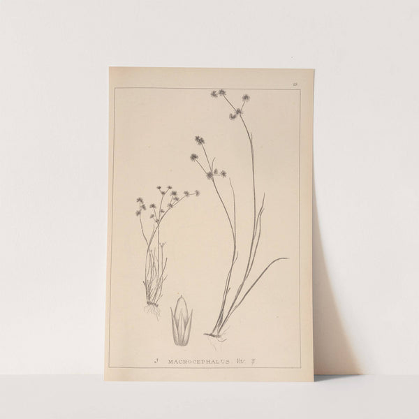 Herbier de la flore française Pl.1140 by Louis Antoine Cusin