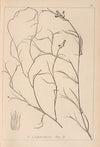 Herbier de la flore française Pl.1141