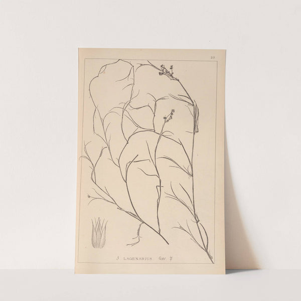 Herbier de la flore française Pl.1141 by Louis Antoine Cusin