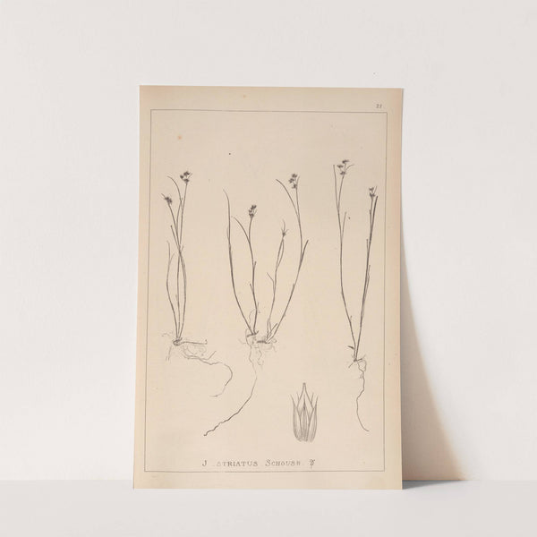 Herbier de la flore française Pl.1142 by Louis Antoine Cusin