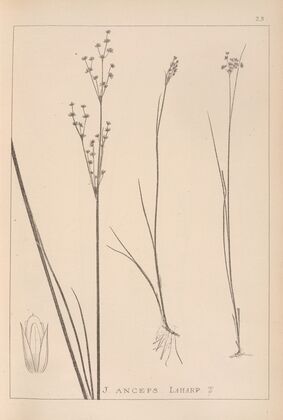 Herbier de la flore française Pl.1144