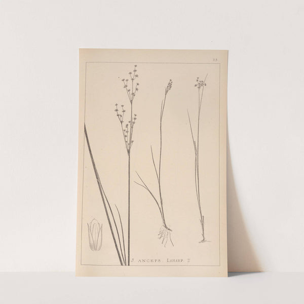 Herbier de la flore française Pl.1144 by Louis Antoine Cusin