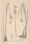 Herbier de la flore française Pl.1146