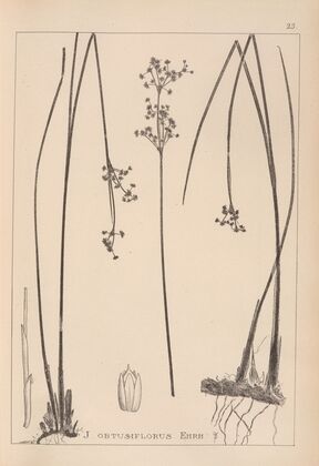 Herbier de la flore française Pl.1146