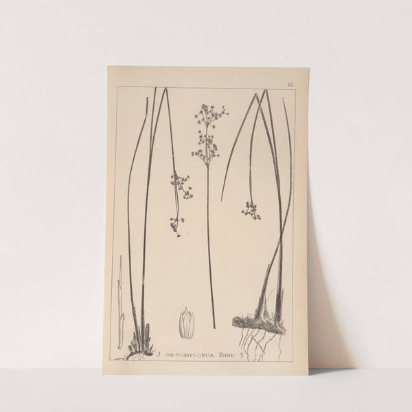 Herbier de la flore française Pl.1146 by Louis Antoine Cusin