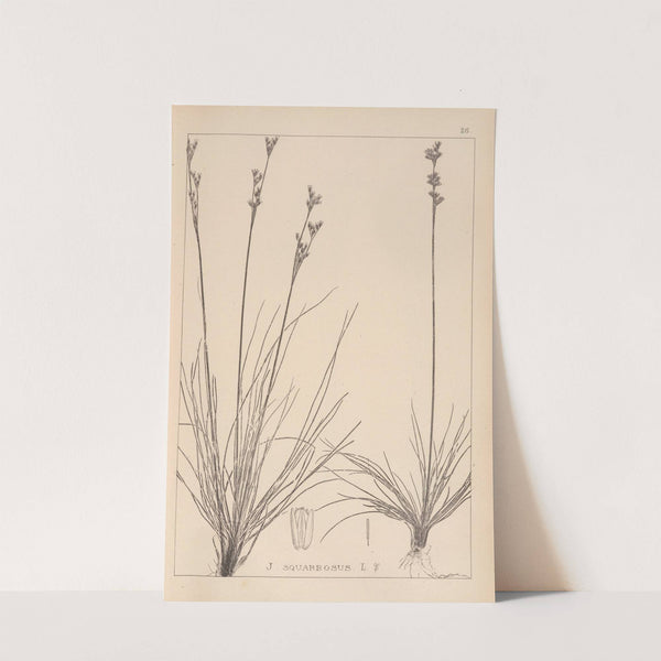 Herbier de la flore française Pl.1147 by Louis Antoine Cusin