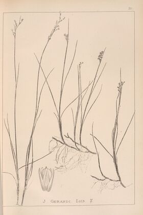 Herbier de la flore française Pl.1151