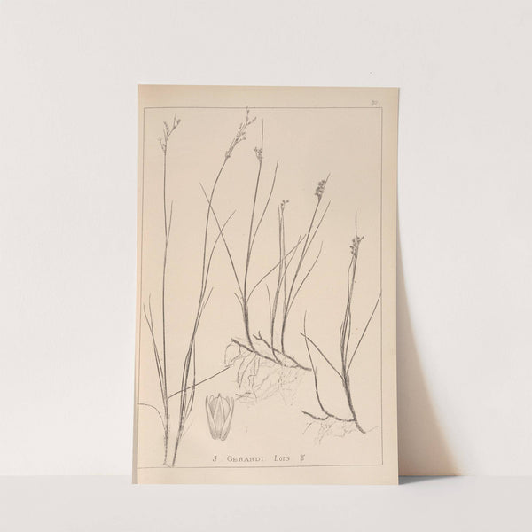 Herbier de la flore française Pl.1151 (1867-1876) by Louis Antoine Cusin