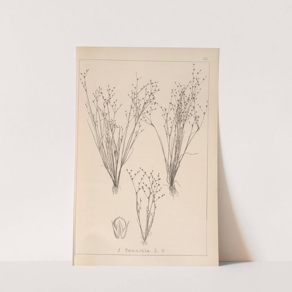 Herbier de la flore française Pl.1153 (1867-1876) by Louis Antoine Cusin