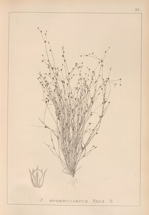Herbier de la flore française Pl.1154
