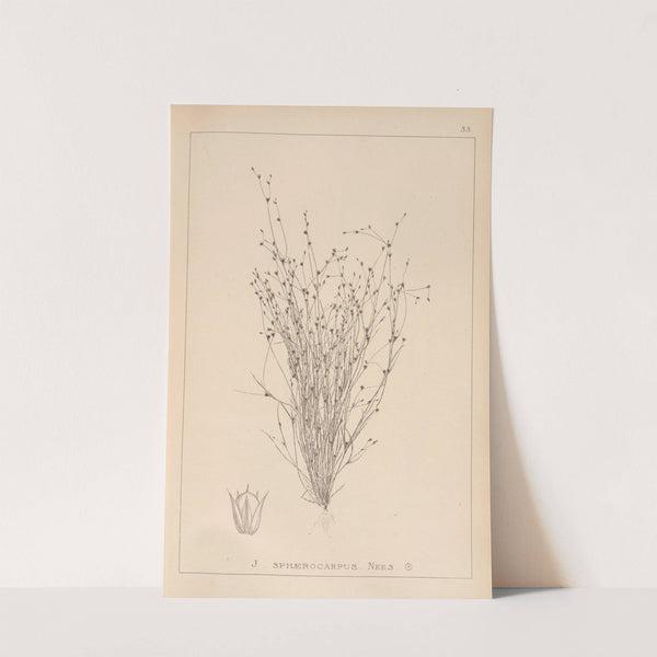 Herbier de la flore française Pl.1154 (1867-1876) by Louis Antoine Cusin