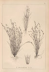 Herbier de la flore française Pl.1155