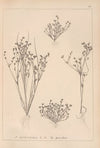 Herbier de la flore française Pl.1156