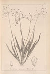 Herbier de la flore française Pl.1157