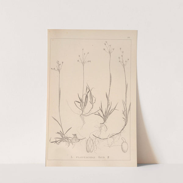 Herbier de la flore française Pl.1159 (1867-1876) by Louis Antoine Cusin